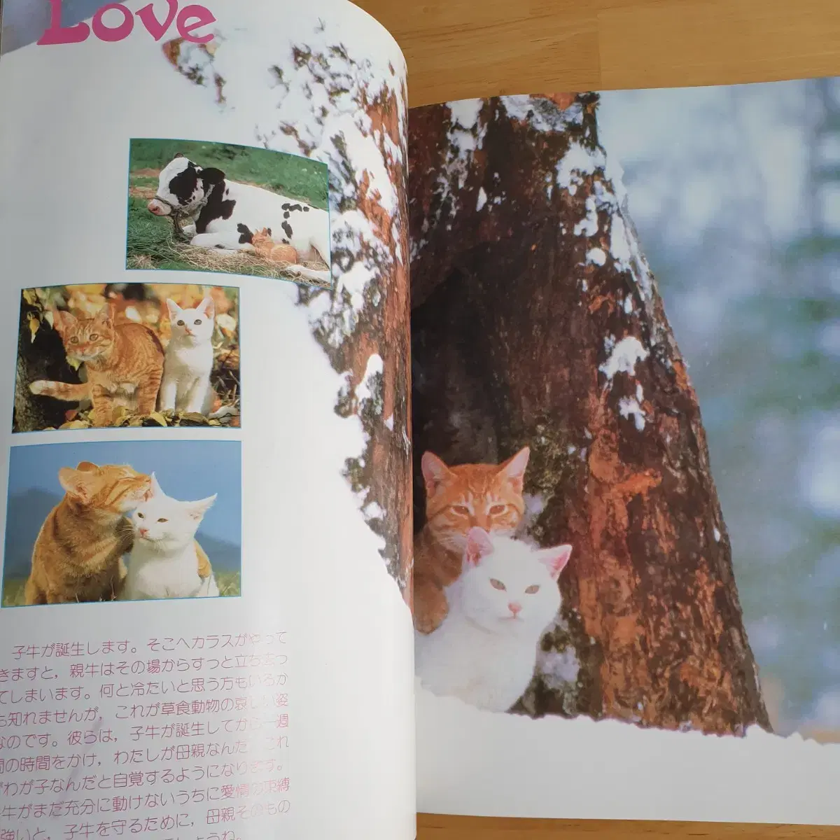 thumbnail-6